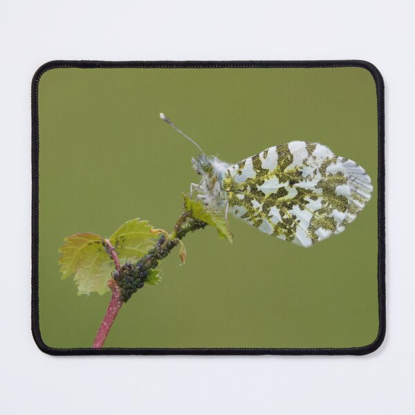 Item preview, Orange Tip designed and sold by LaurenTucker.