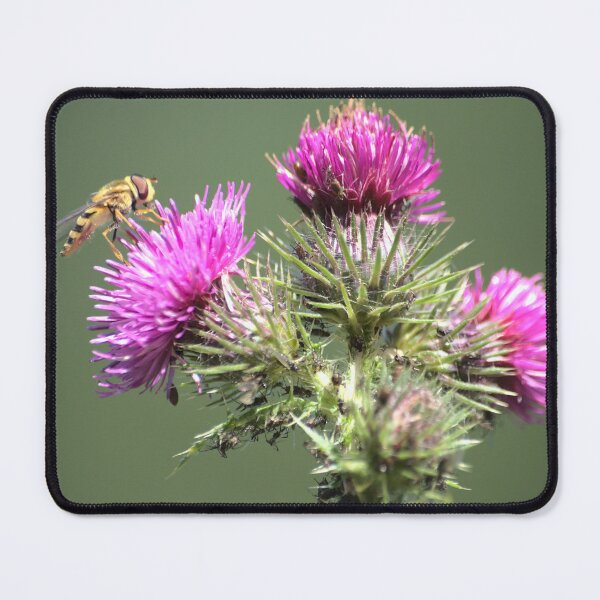 Item preview, Summer Thistle designed and sold by Jeremy Hayden.