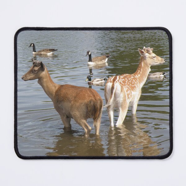 Item preview, Male Fallow Deer Taking A Dip Photograph designed and sold by naturegallery.