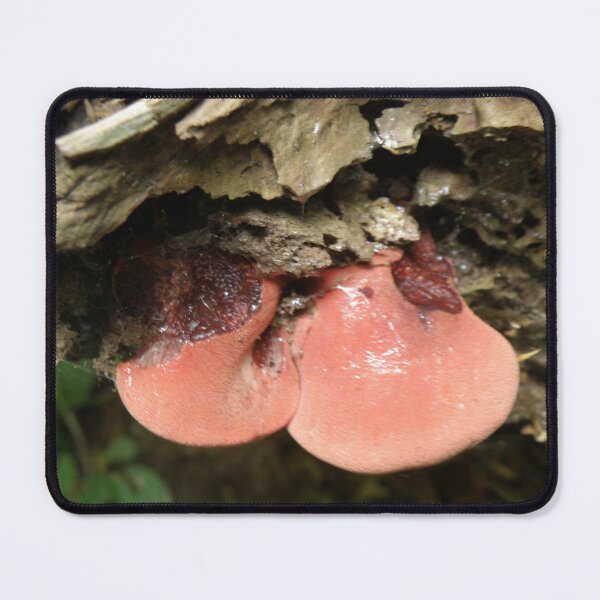 Item preview, Beefsteak Fungus Fistulina hepatica Photograph designed and sold by naturegallery.