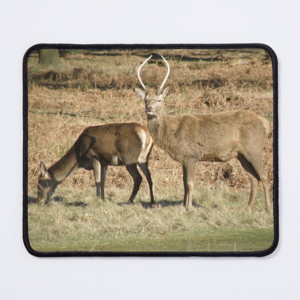 Item preview, Male Red Deer Guarding His Female Photograph designed and sold by naturegallery.