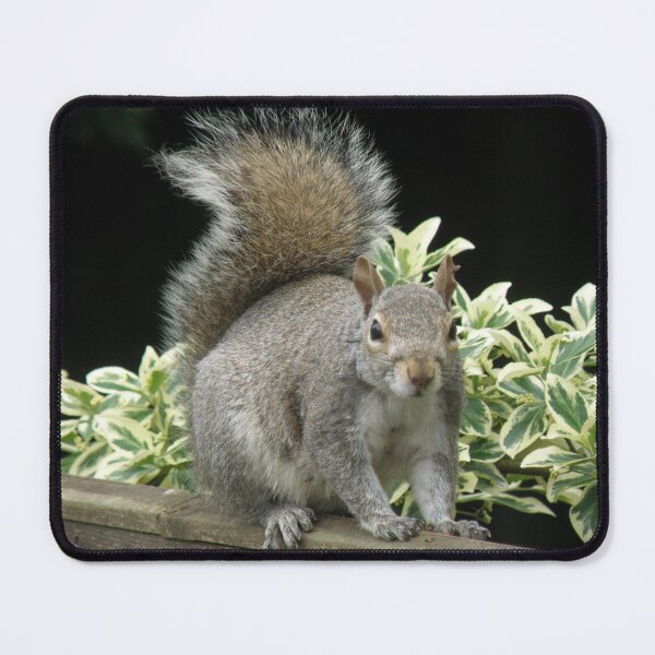 Item preview, Squirrel on a Fence with Ivy Photograph designed and sold by naturegallery.