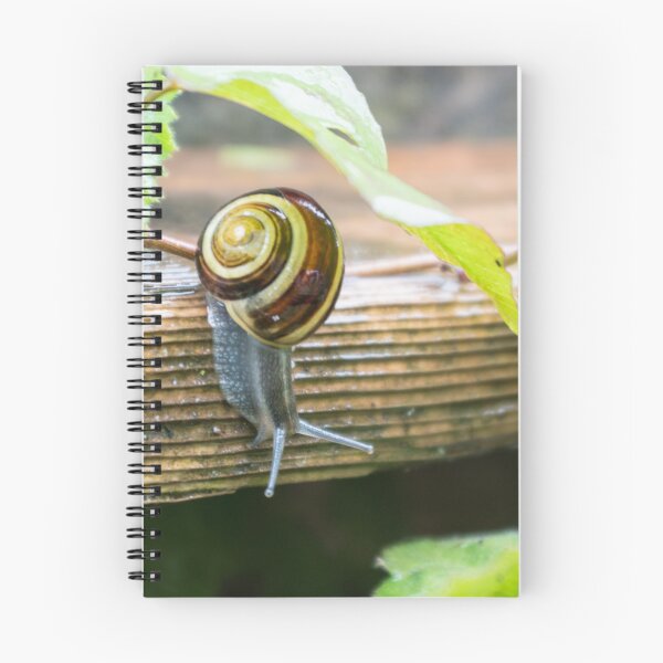Item preview, Snail Descending a Staircase designed and sold by A-Snail-Life.