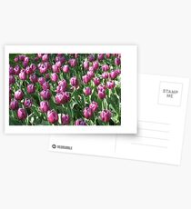 Keukenhof Gardens - Purple Tulips Postcards