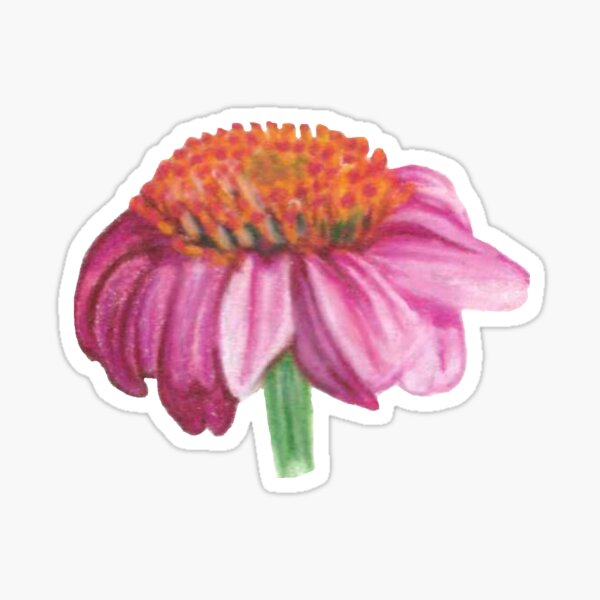 Purple cone flower Sticker