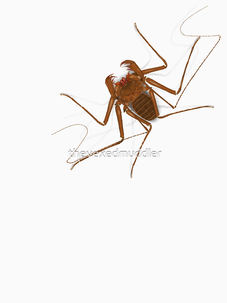 Amblypygi - Charinus israelensis - whip spider - tailless whip scorpion by thevexedmuddler
