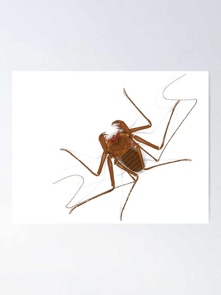 Amblypygi Charinus Israelensis Whip Spider Tailless Whip Scorpion Poster By Thevexedmuddler Redbubble