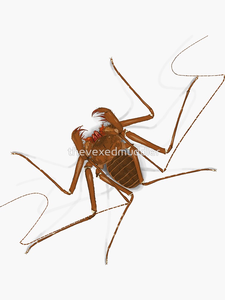 Amblypygi - Charinus israelensis - whip spider - tailless whip scorpion by thevexedmuddler