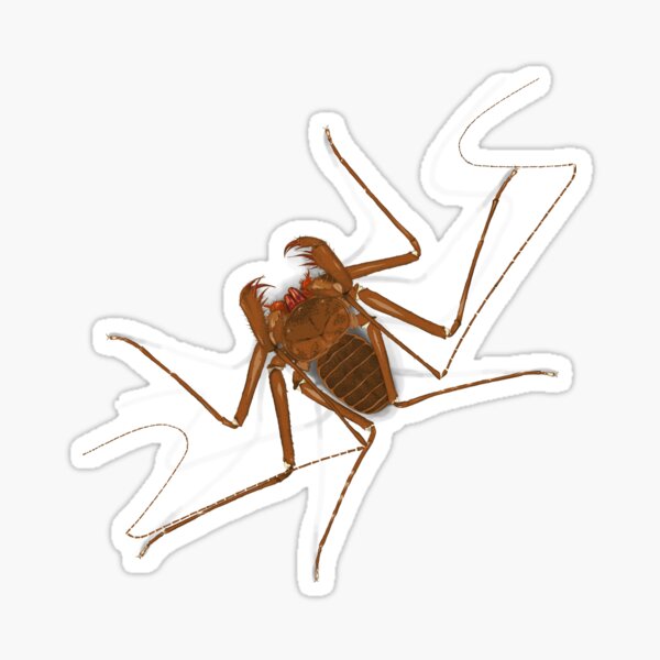 Amblypygi - Charinus israelensis - whip spider - tailless whip scorpion Sticker