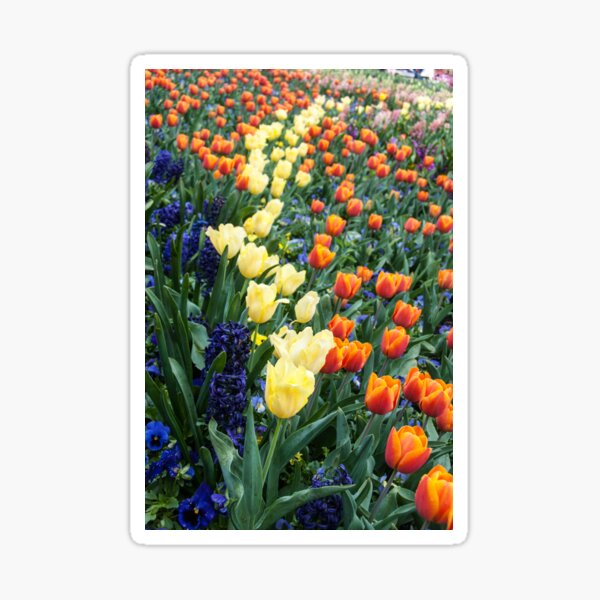 Colourful tulips and hyacinths Sticker
