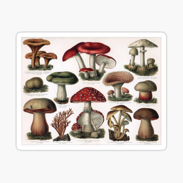 Item preview, Vintage Mushroom Collection  designed and sold by NoCoffeeNoLife.