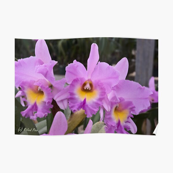 Lavander Dream Poster