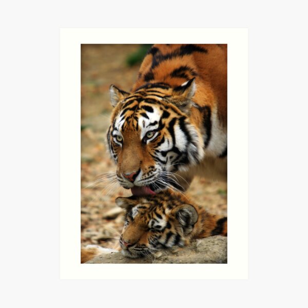 Mother's Love Art Print
