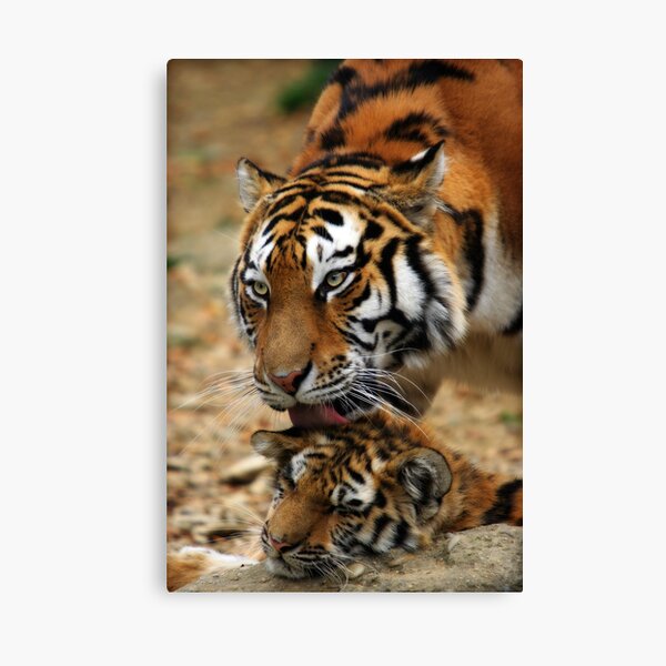 Mother's Love Canvas Print