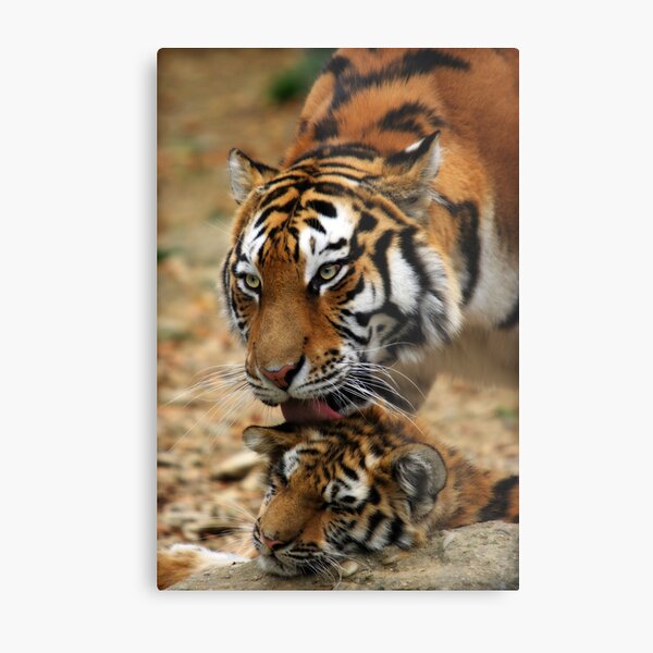 Mother's Love Metal Print