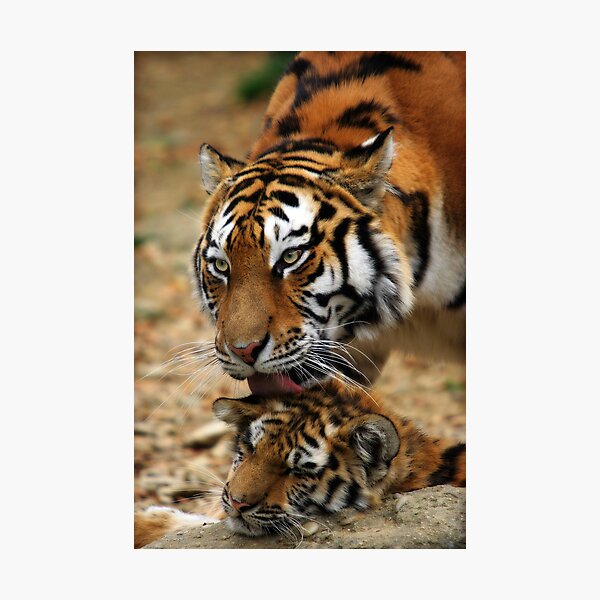 Mother's Love Photographic Print