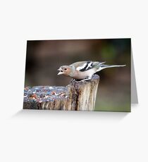 Chaffinch Greeting Card