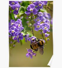 Save The Bumble Bee Poster