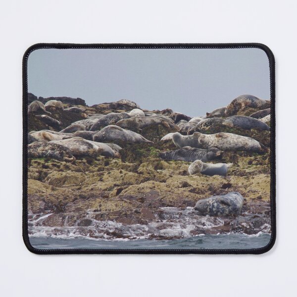 Item preview, Grey Seals On Farne Islands, off Northumberland, UK designed and sold by lezvee.