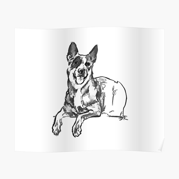 Blue Heeler Drawing Poster