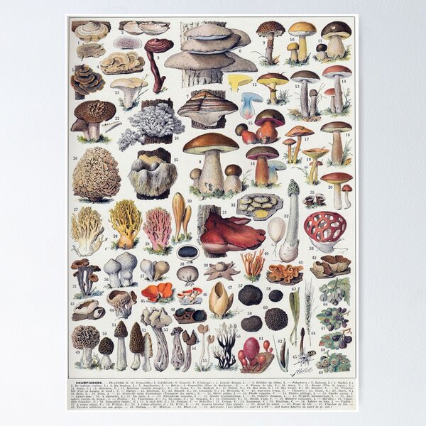 Item preview, Adolphe Millot - Vintage French botanical Illustration - Champignons designed and sold by cutesy.