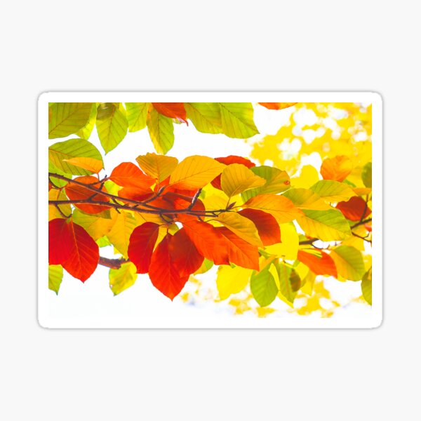 Colourful leaves on a white background Sticker