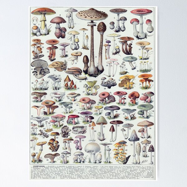 Item preview, Adolphe Millot - Vintage Mushroom Poster - Champignons designed and sold by cutesy.