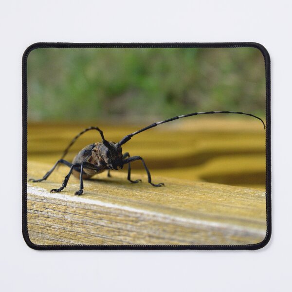 Item preview, MUSTACHIOED BEETLE designed and sold by ELALJUR.