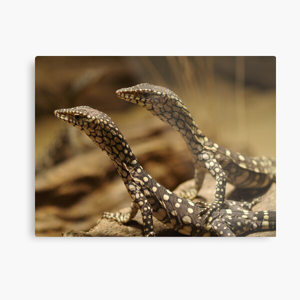 Brothers - Hatchling Perentie Monitors Metal Print