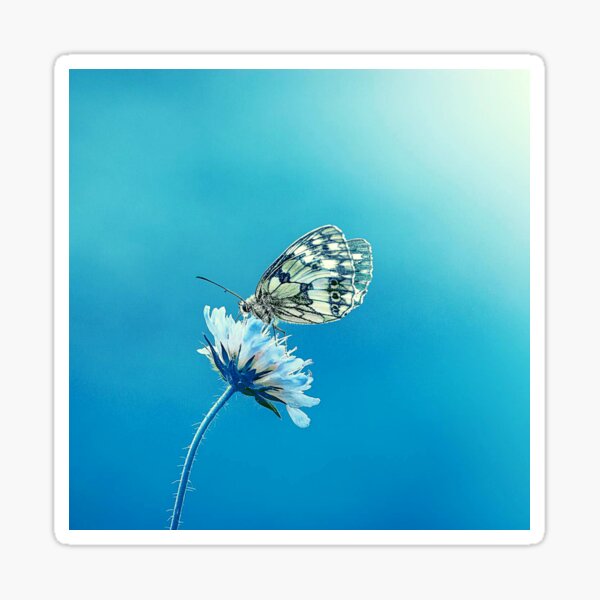Butterfly for kids Sticker