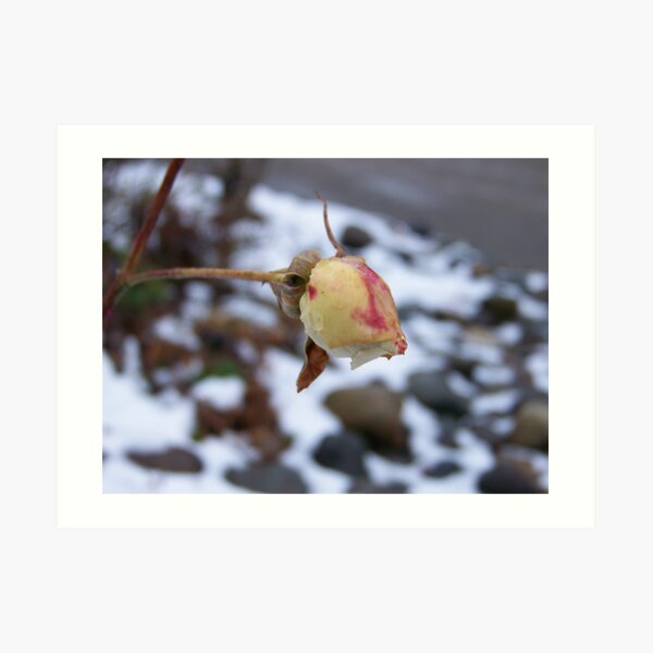 The Thaw 8 & the Rose That Won't Live or Die Art Print