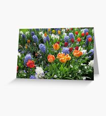Colourful Array of Tulips and Hyacinths - Keukenhof Gardens Greeting Card