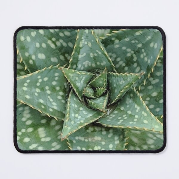Item preview, Aloe Maculata Original designed and sold by PLANTONE.