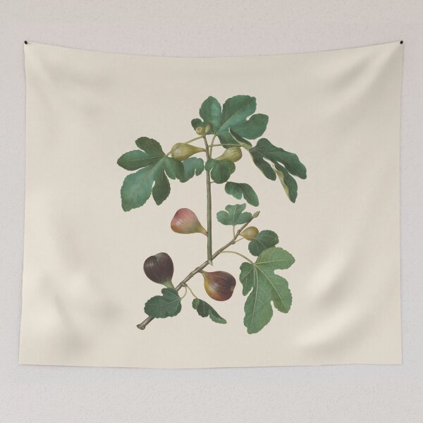 Item preview, Ficus botanical illustration  designed and sold by ArtCenturies.