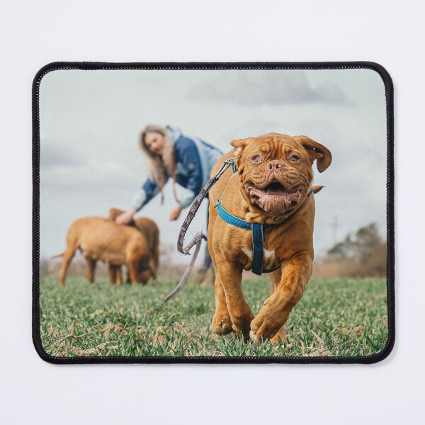 Item preview, French Mastiff - Dogue de Bordeaux - Bordeaux Mastiff - Bordeaux Bulldog designed and sold by crewmember.
