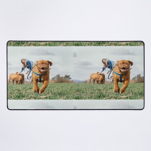 Item preview, French Mastiff - Dogue de Bordeaux - Bordeaux Mastiff - Bordeaux Bulldog designed and sold by crewmember.