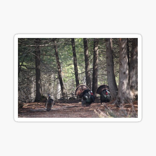 Spring dance in the woods Sticker