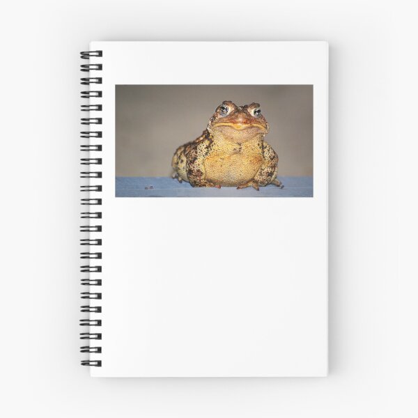 Item preview, a personable toad designed and sold by Laurie Minor.