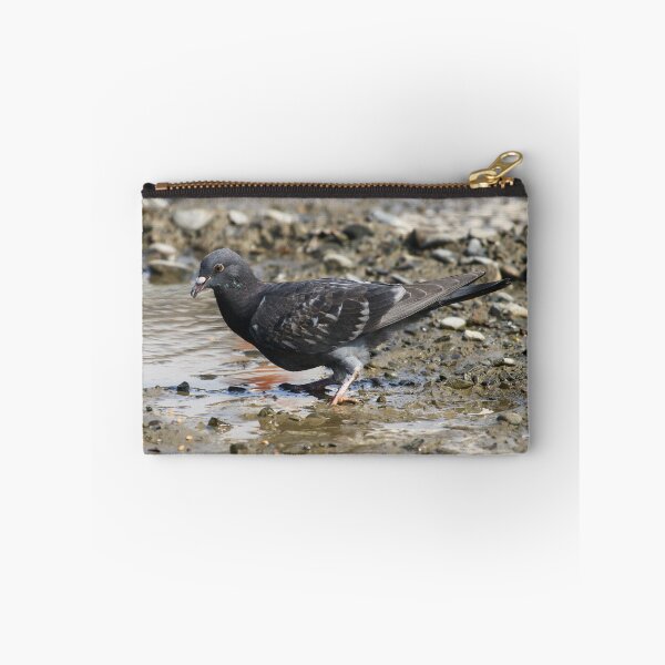 Item preview, Pigeon fledgling I designed and sold by GreyFeatherPhot.
