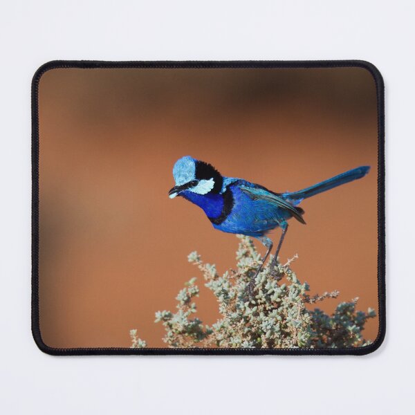 Item preview, Splendid Fairywren designed and sold by DiomediaDesigns.