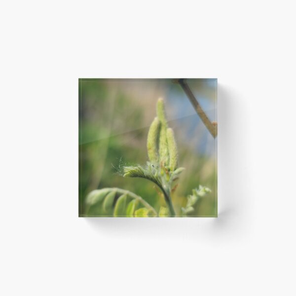 Item preview, New shoots of willow trees along the Yeongsan River next to the Sports Complex in Buk-gu, Gwangju,korea designed and sold by human8891.