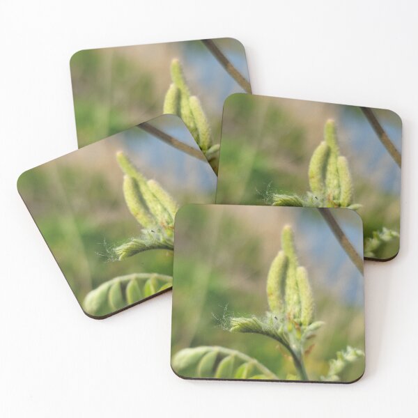 Item preview, New shoots of willow trees along the Yeongsan River next to the Sports Complex in Buk-gu, Gwangju,korea designed and sold by human8891.