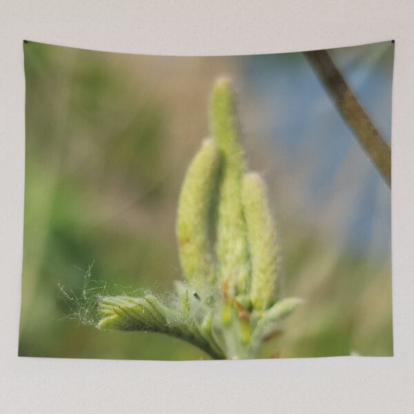 Item preview, New shoots of willow trees along the Yeongsan River next to the Sports Complex in Buk-gu, Gwangju,korea designed and sold by human8891.