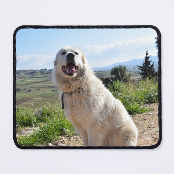 Item preview, Happy Sitting Maremma Sheepdog 1 designed and sold by Furiarossa.