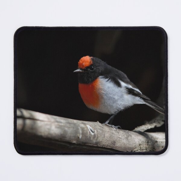 Item preview, Spotlit Red capped Robin designed and sold by DiomediaDesigns.