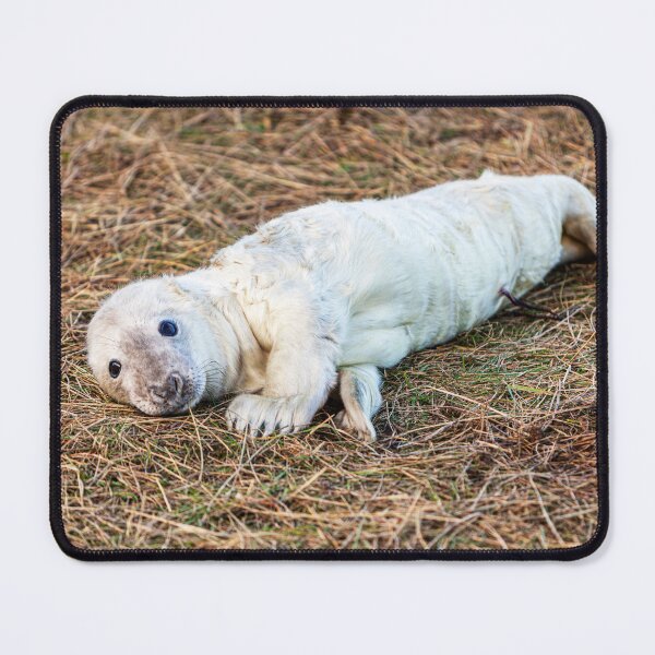 Item preview, New Born Grey Seal Pup designed and sold by Paul Thompson Photography.