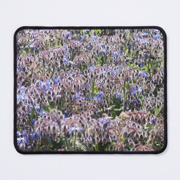 Item preview, Borage with blue flowers (Borago officinalis) 1 designed and sold by Furiarossa.