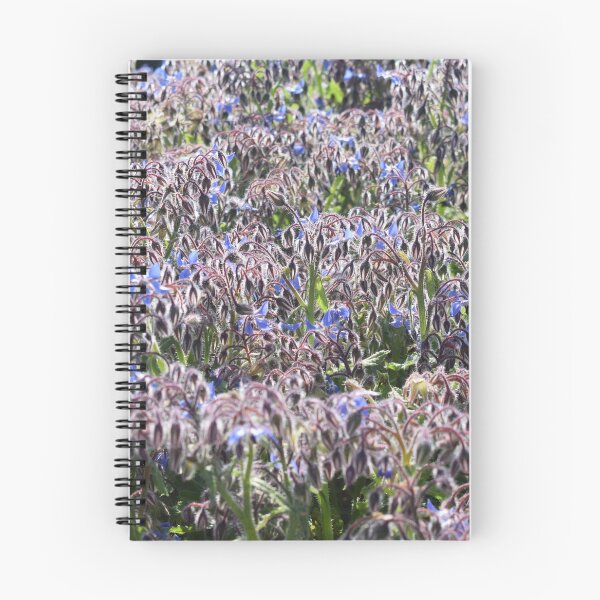 Item preview, Borage with blue flowers (Borago officinalis) 1 designed and sold by Furiarossa.