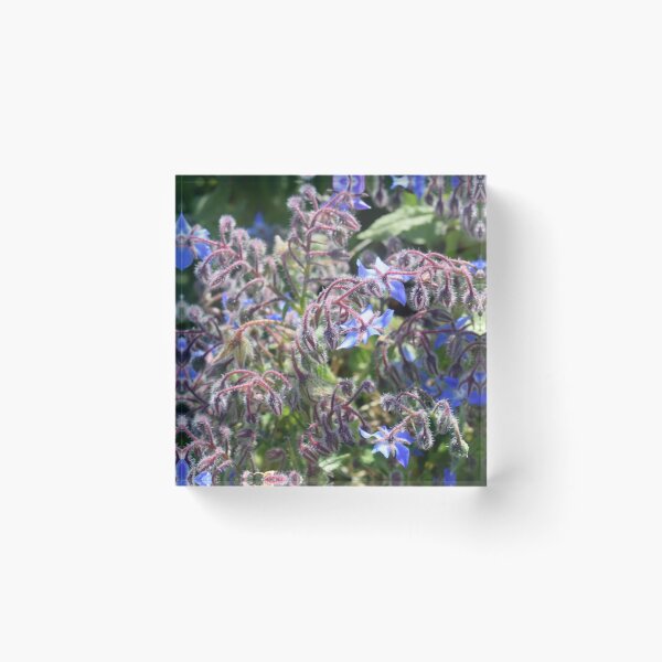 Item preview, Borage with blue flowers (Borago officinalis) 2 designed and sold by Furiarossa.