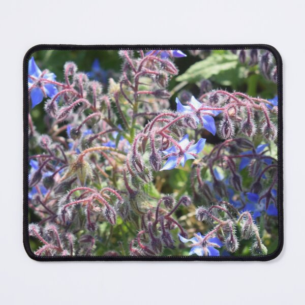 Item preview, Borage with blue flowers (Borago officinalis) 2 designed and sold by Furiarossa.
